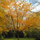 Herbst im Volksgarten 1