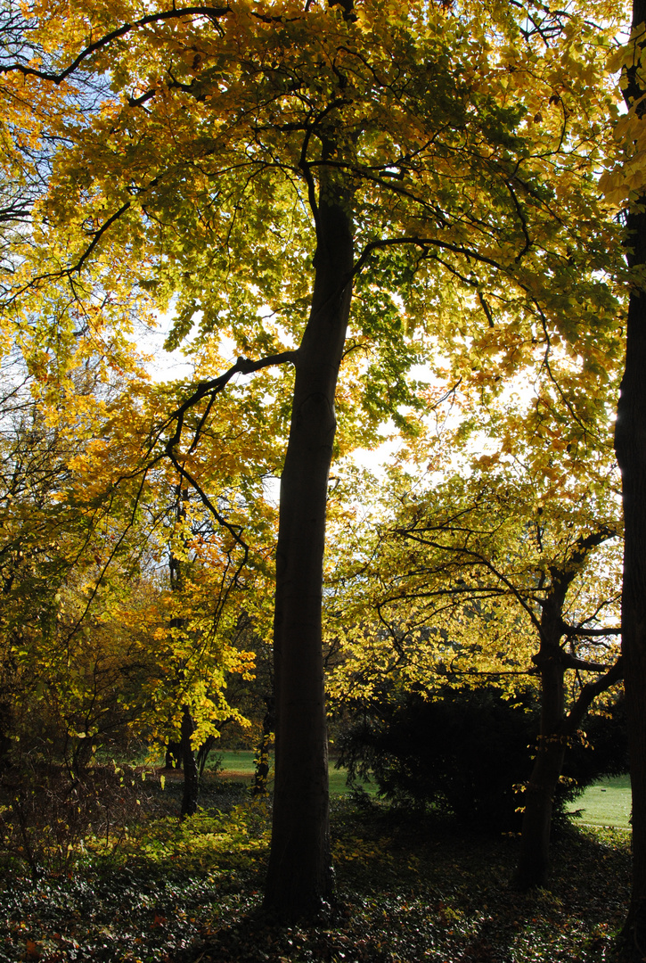 Herbst im Volksgarten 3