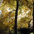 Herbst im Volksgarten 3