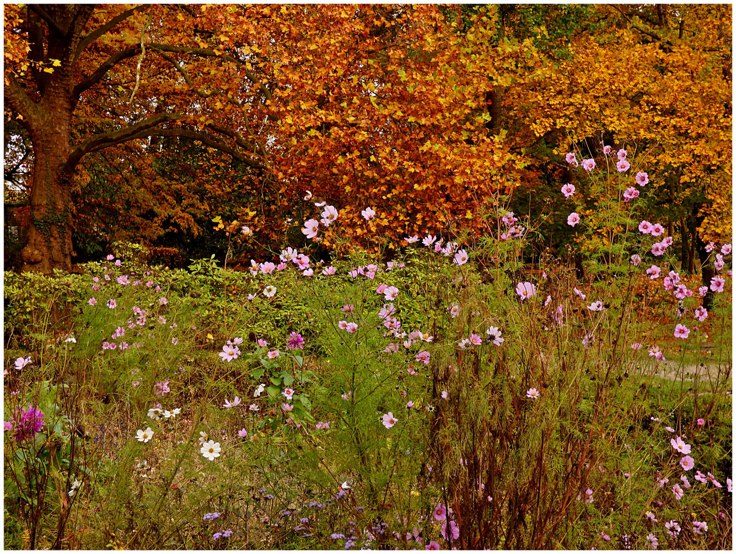 Herbst im Volksgarten Düsseldorf