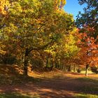 Herbst im Volksgarten Düsseldorf...