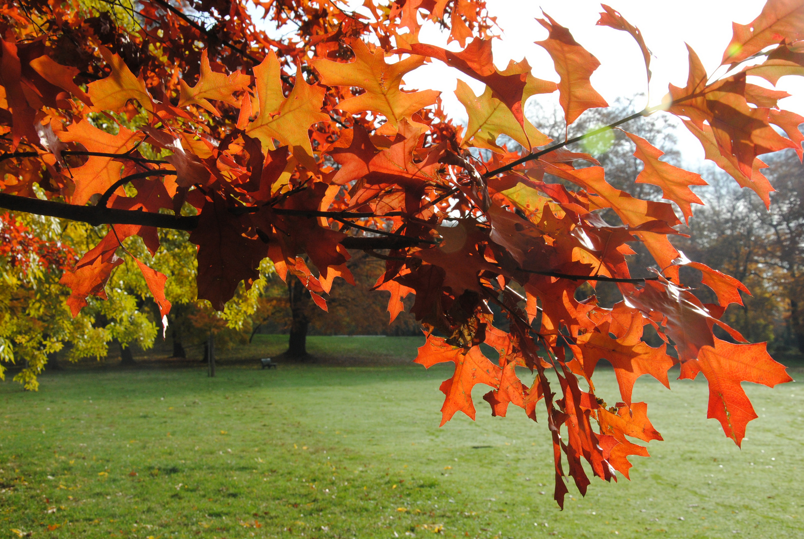 Herbst im Volksgarten - Eichenlaub