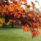 Herbst im Volksgarten - Eichenlaub