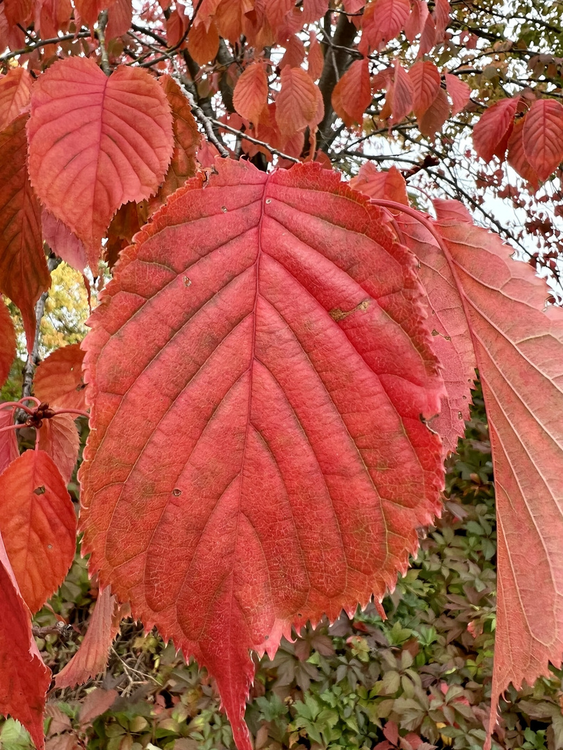 Herbst im Volkspark