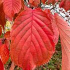 Herbst im Volkspark