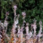 Herbst im Waadtländer Jura