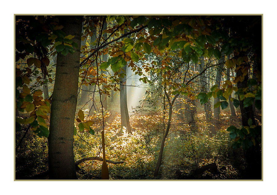 Herbst im Wäldchen