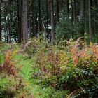 Herbst im Wald