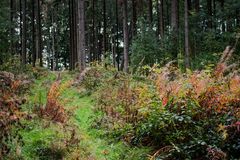 Herbst im Wald