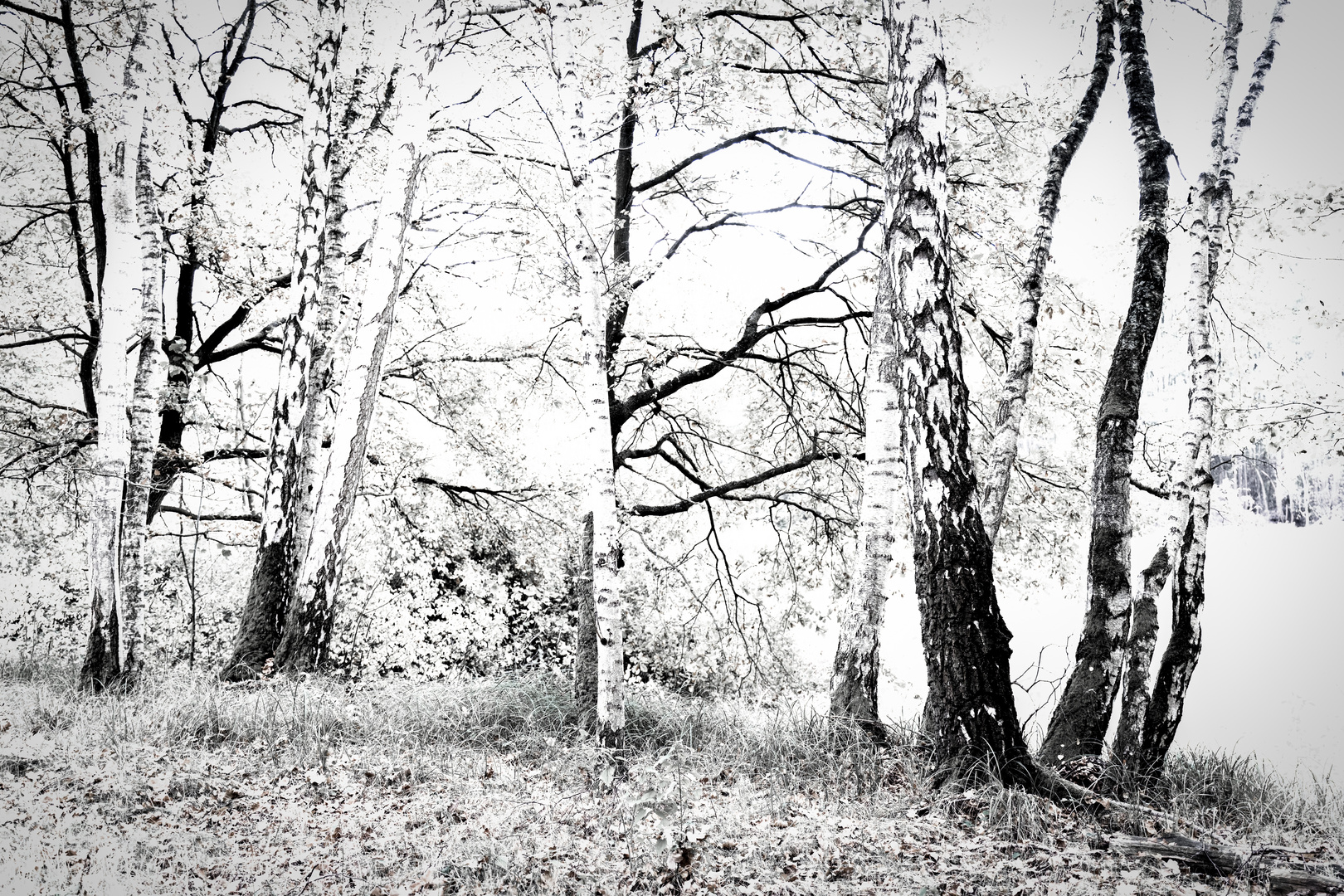 Herbst im Wald