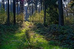 Herbst im Wald