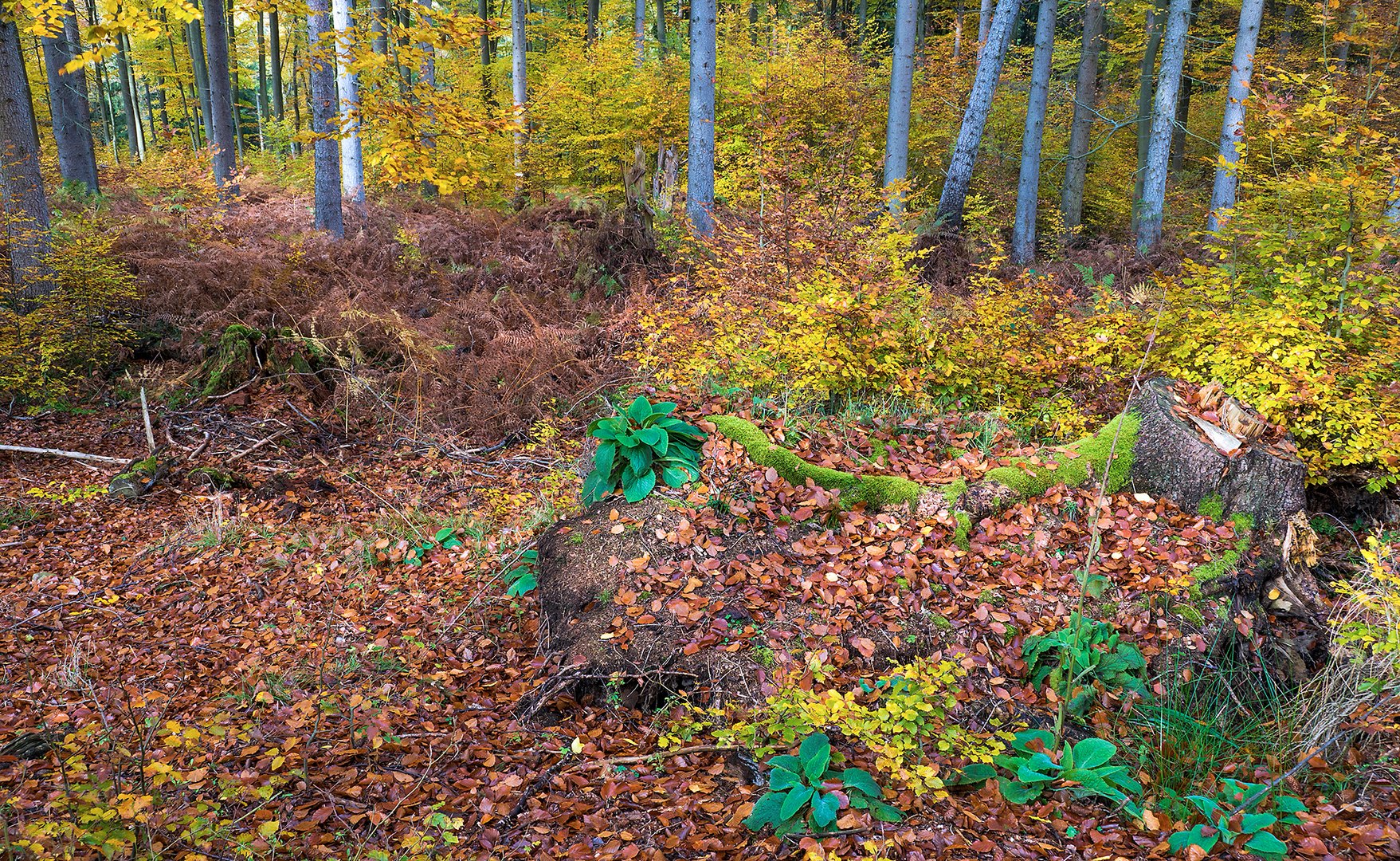 Herbst im Wald