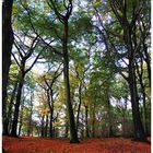 Herbst im wald