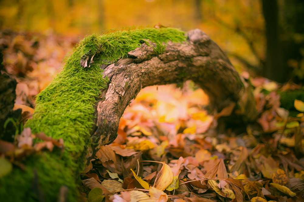 Herbst im Wald :)