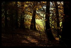 Herbst im Wald