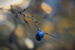 Herbst im Wald