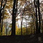 Herbst im Wald