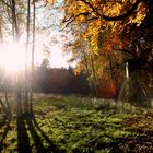 Herbst im Wald