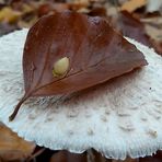 Herbst im Wald  (2)