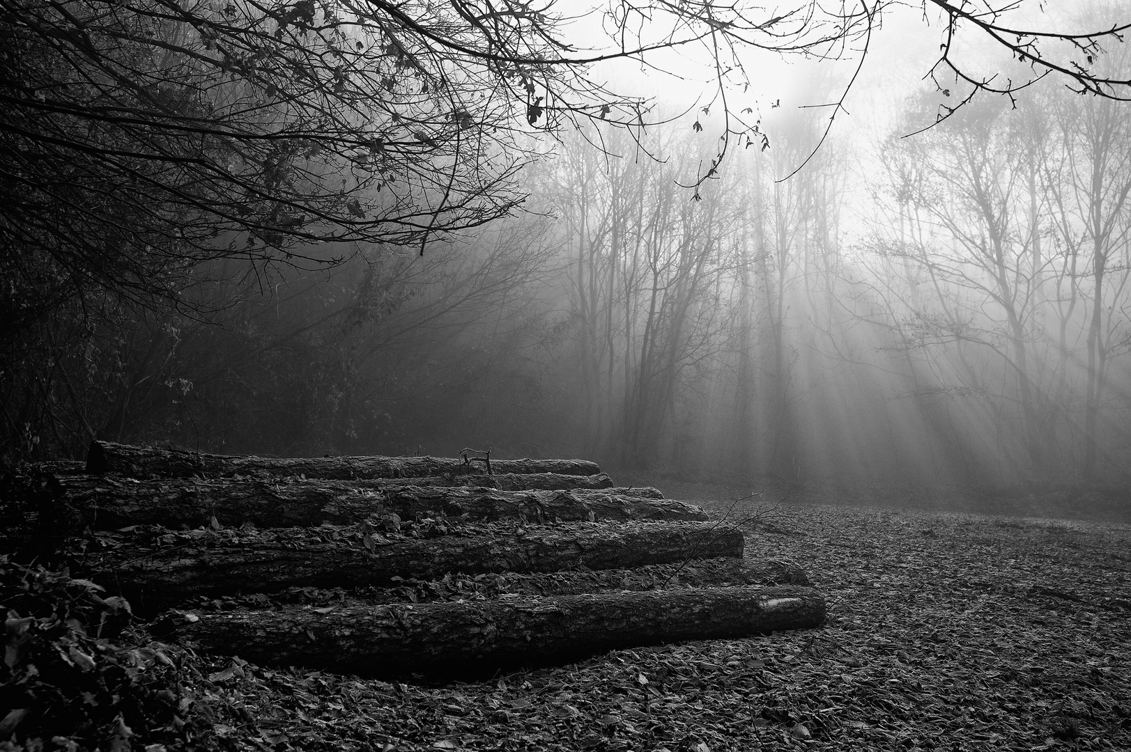 Herbst im Wald 2011_11_15_1