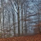 Herbst im Wald 2011_11_15_3