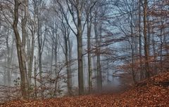 Herbst im Wald 2011_11_15_3