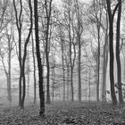 Herbst im Wald 2011_11_15_6