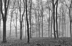 Herbst im Wald 2011_11_15_6