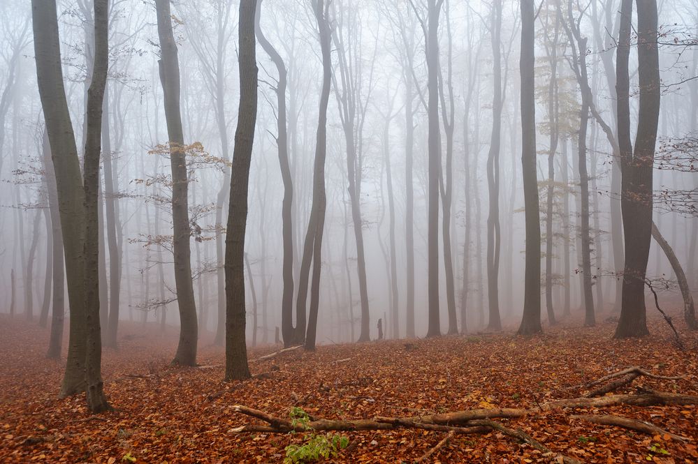 Herbst im Wald 2011_11_15_7