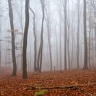 Herbst im Wald 2011_11_15_7