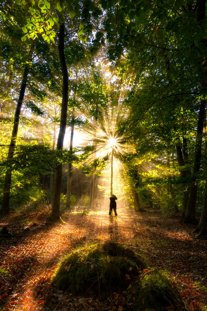 Herbst im Wald