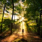 Herbst im Wald