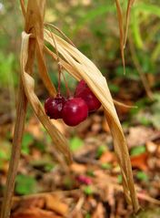 Herbst im Wald