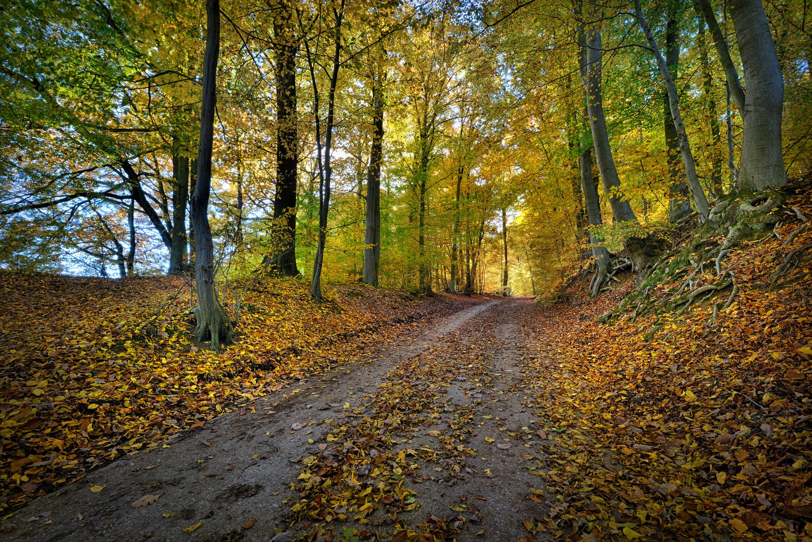 Herbst im Wald