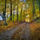 Herbst im Wald