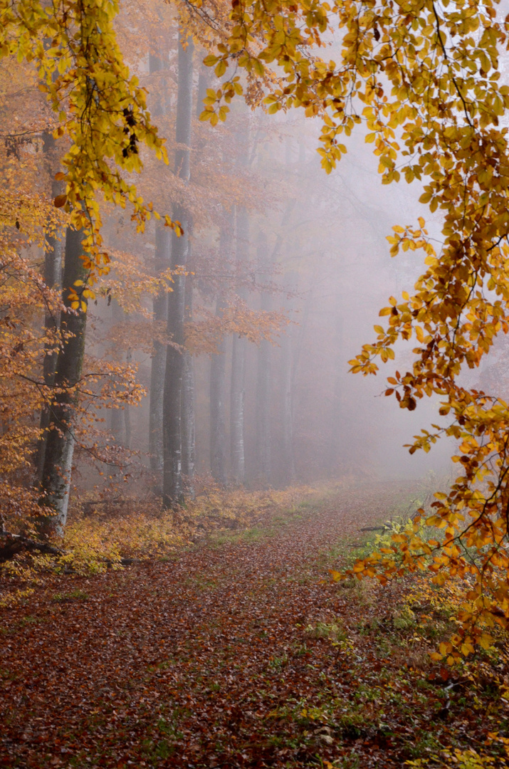 Herbst im Wald