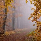 Herbst im Wald