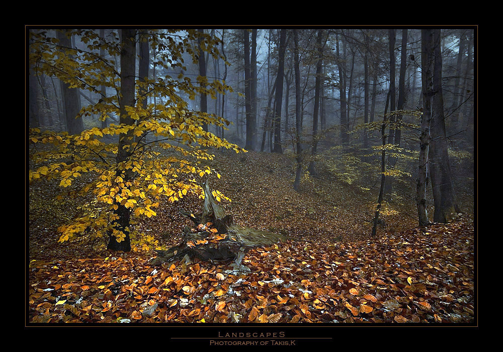 Herbst im Wald