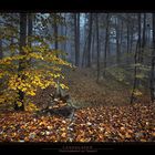 Herbst im Wald