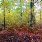 Herbst im Wald