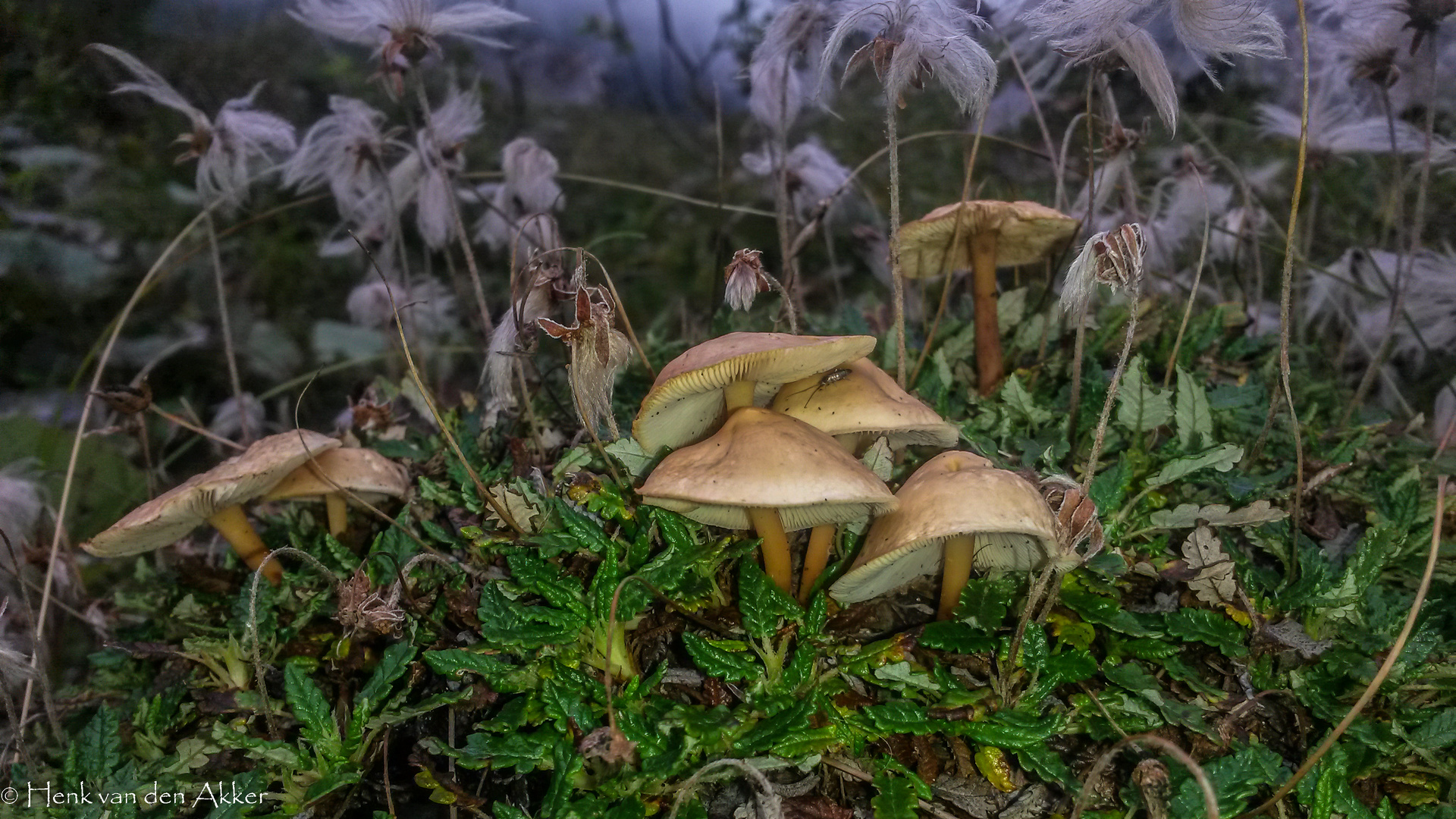 Herbst im Wald