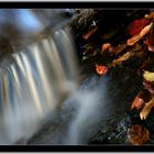 Herbst im Wald