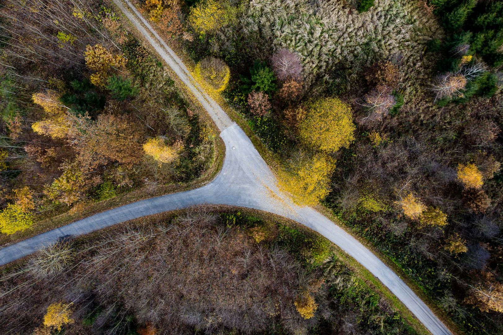 Herbst im Wald