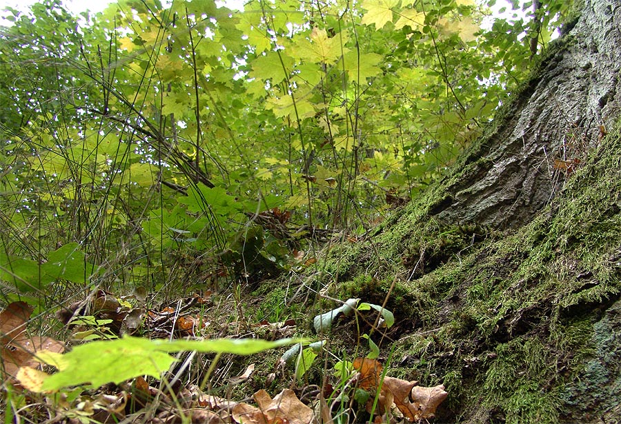 Herbst im Wald