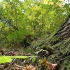 Herbst im Wald