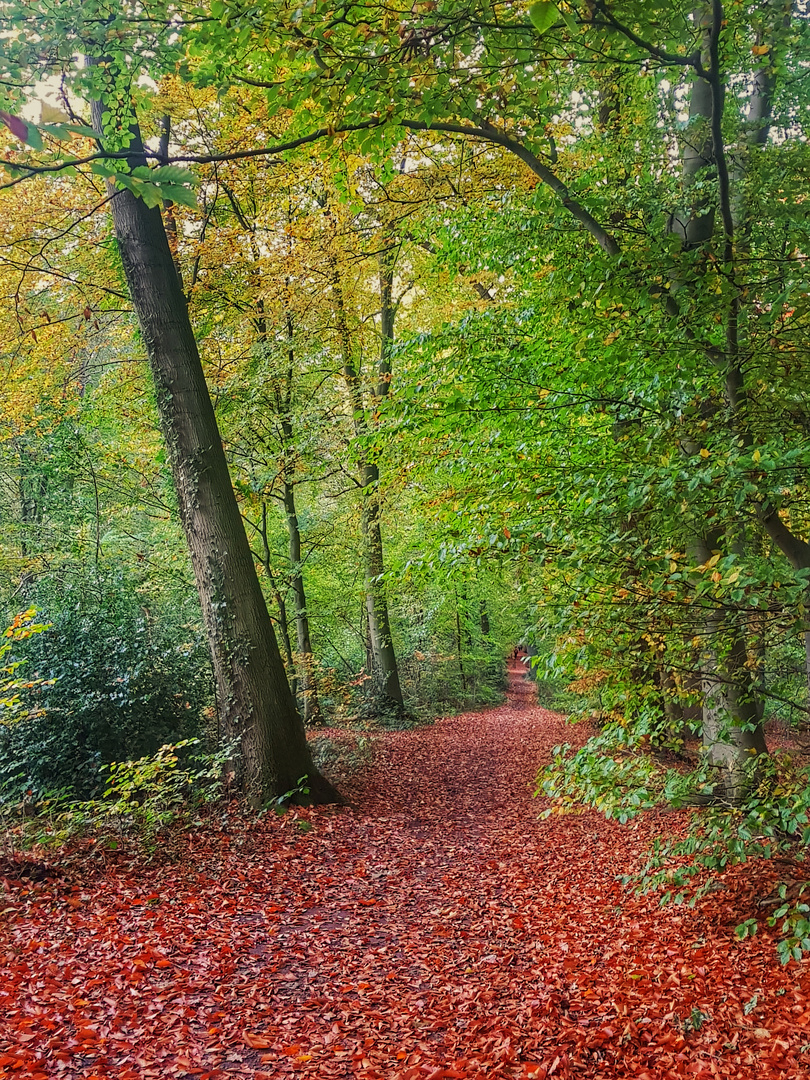 Herbst im Wald 