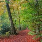 Herbst im Wald 