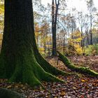 Herbst im Wald