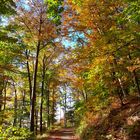 Herbst im Wald