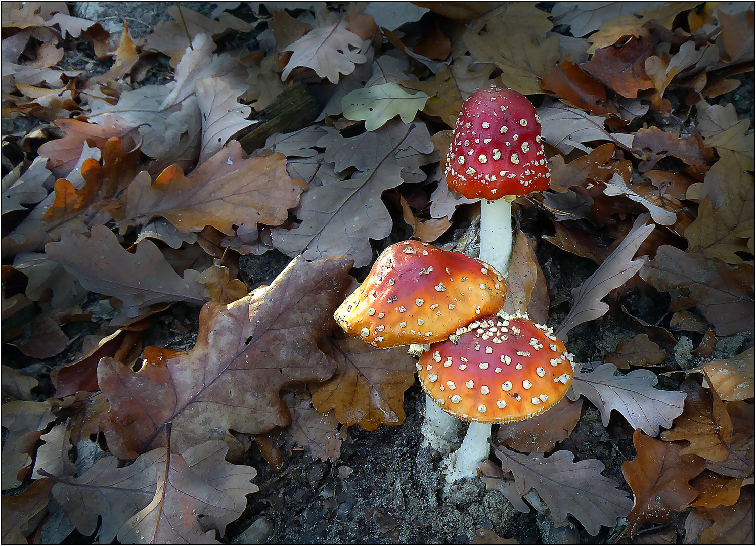  Herbst im Wald ...